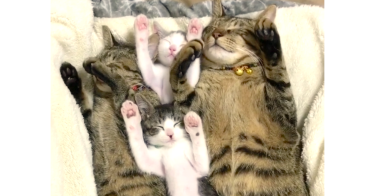 殺処分寸前で救われた、4匹の猫たち。彼らを支えたのは、あたたかい『愛情の連鎖』でした