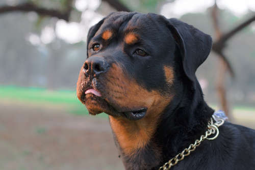 動物,犬,猫,しつけ,飼い方,育て方,病気,健康