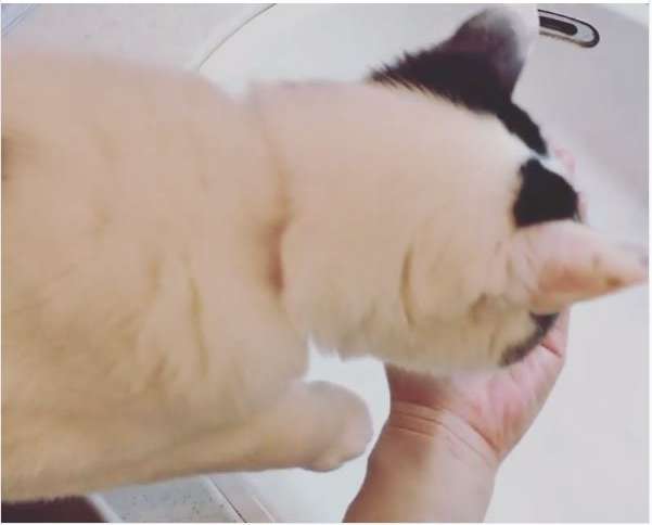 動物,犬,猫,しつけ,飼い方,育て方,病気,健康