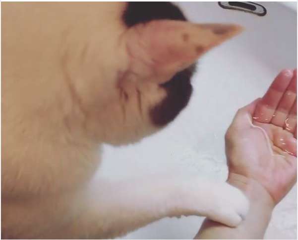 動物,犬,猫,しつけ,飼い方,育て方,病気,健康