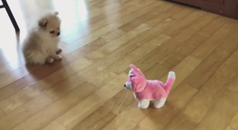 動物,犬,猫,しつけ,飼い方,育て方,病気,健康