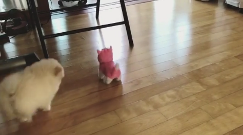 動物,犬,猫,しつけ,飼い方,育て方,病気,健康