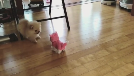 動物,犬,猫,しつけ,飼い方,育て方,病気,健康