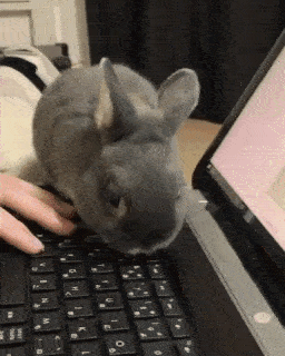 動物,犬,猫,しつけ,飼い方,育て方,病気,健康