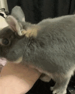 動物,犬,猫,しつけ,飼い方,育て方,病気,健康
