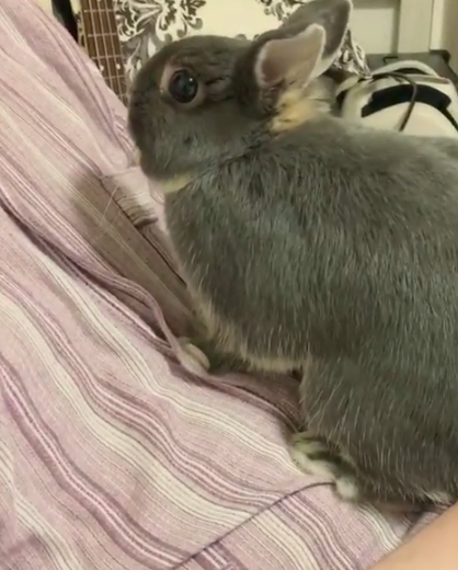 動物,犬,猫,しつけ,飼い方,育て方,病気,健康