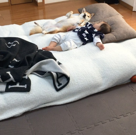動物,犬,猫,しつけ,飼い方,育て方,病気,健康