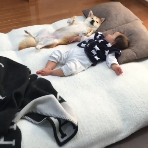 動物,犬,猫,しつけ,飼い方,育て方,病気,健康