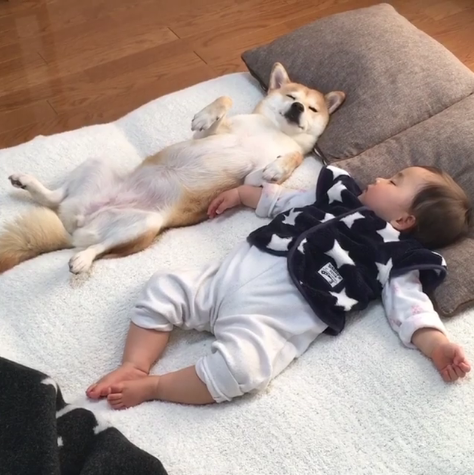 動物,犬,猫,しつけ,飼い方,育て方,病気,健康