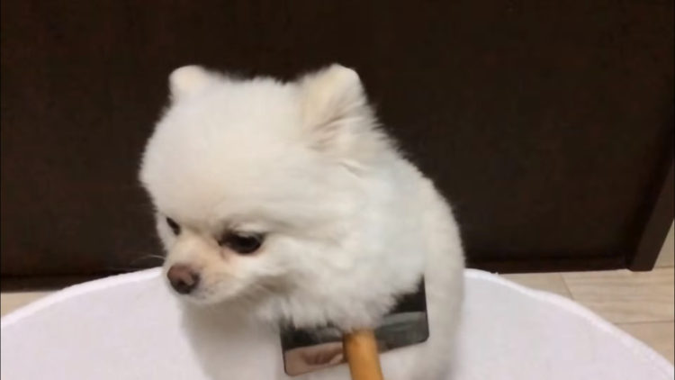 動物,犬,猫,しつけ,飼い方,育て方,病気,健康