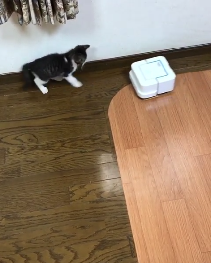 動物,犬,猫,しつけ,飼い方,育て方,病気,健康