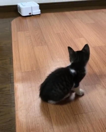 動物,犬,猫,しつけ,飼い方,育て方,病気,健康