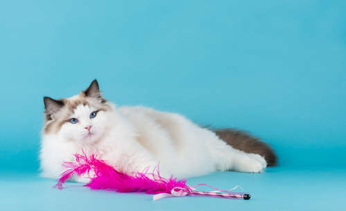動物,犬,猫,しつけ,飼い方,育て方,病気,健康