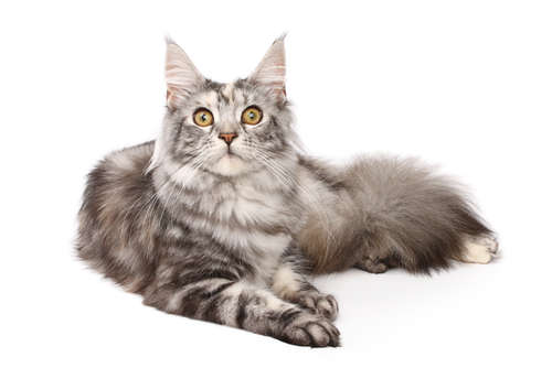 動物,犬,猫,しつけ,飼い方,育て方,病気,健康