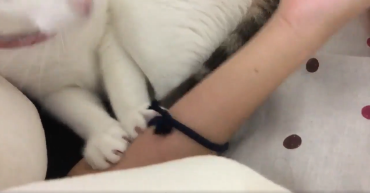 動物,犬,猫,しつけ,飼い方,育て方,病気,健康