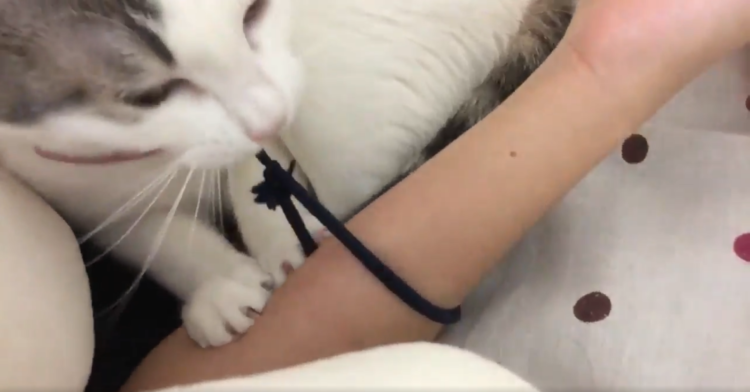 動物,犬,猫,しつけ,飼い方,育て方,病気,健康
