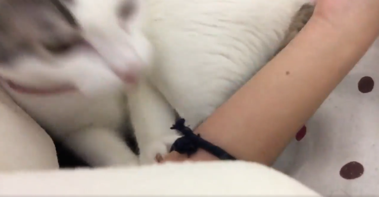 動物,犬,猫,しつけ,飼い方,育て方,病気,健康