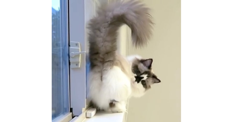 【可愛いお尻をフリフリ♪ 】窓の縁を器用にバックしてくる猫。迫ってくるお尻にくぎ付け (*´3`)♡