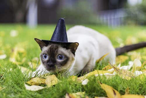 動物,犬,猫,しつけ,飼い方,育て方,病気,健康
