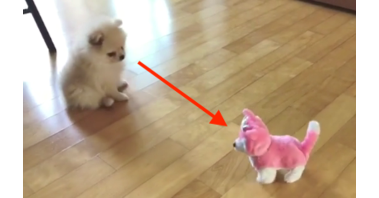 【言うこと聞いてワン!】動くぬいぐるみを止めたい子犬ちゃん。翻弄されまくる姿に… キュン♡