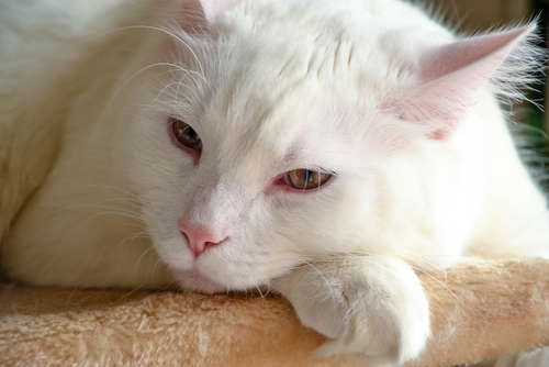 動物,犬,猫,しつけ,飼い方,育て方,病気,健康