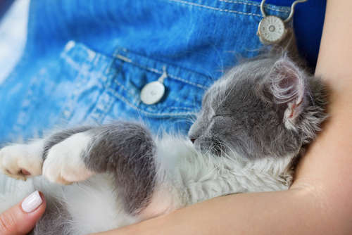動物,犬,猫,しつけ,飼い方,育て方,病気,健康