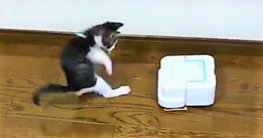 【この前まで平気だったのに!】お掃除ロボットと出会った子猫。突然ビックリし始める…(; ・`д・´)