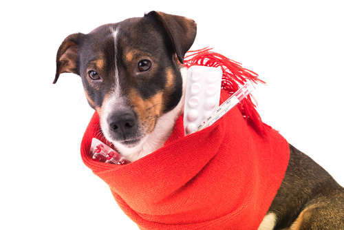 動物,犬,猫,しつけ,飼い方,育て方,病気,健康