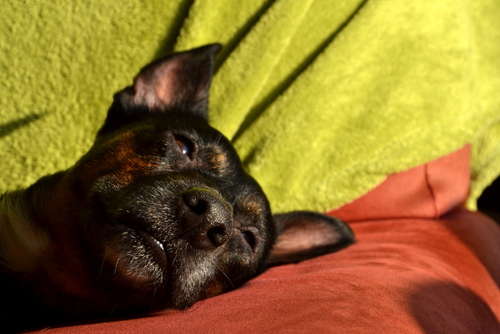 動物,犬,猫,しつけ,飼い方,育て方,病気,健康