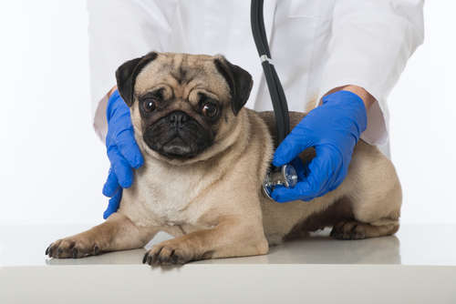 動物,犬,猫,しつけ,飼い方,育て方,病気,健康