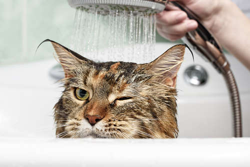 動物,犬,猫,しつけ,飼い方,育て方,病気,健康