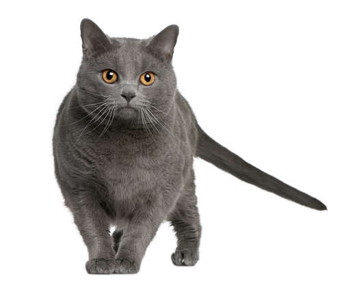 動物,犬,猫,しつけ,飼い方,育て方,病気,健康