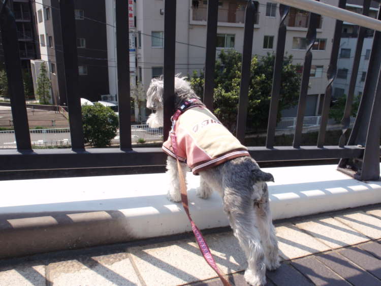 動物,犬,猫,しつけ,飼い方,育て方,病気,健康