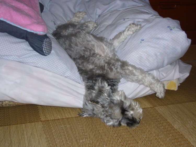 動物,犬,猫,しつけ,飼い方,育て方,病気,健康