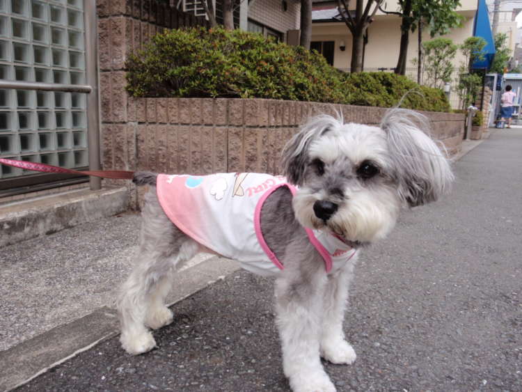 動物,犬,猫,しつけ,飼い方,育て方,病気,健康