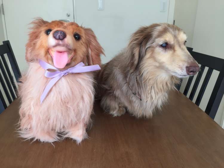 動物,犬,猫,しつけ,飼い方,育て方,病気,健康