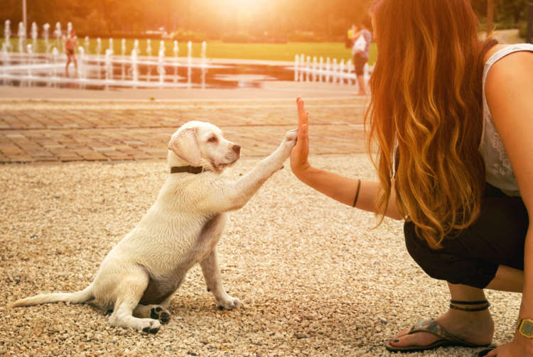 動物,犬,猫,しつけ,飼い方,育て方,病気,健康