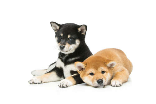 動物,犬,猫,しつけ,飼い方,育て方,病気,健康
