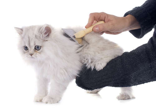 動物,犬,猫,しつけ,飼い方,育て方,病気,健康