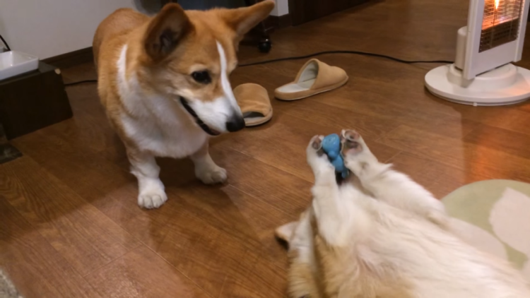 動物,犬,猫,しつけ,飼い方,育て方,病気,健康