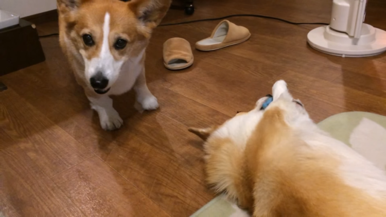 動物,犬,猫,しつけ,飼い方,育て方,病気,健康