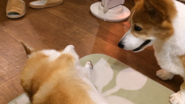 動物,犬,猫,しつけ,飼い方,育て方,病気,健康