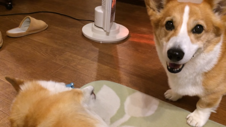 動物,犬,猫,しつけ,飼い方,育て方,病気,健康