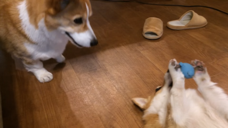動物,犬,猫,しつけ,飼い方,育て方,病気,健康