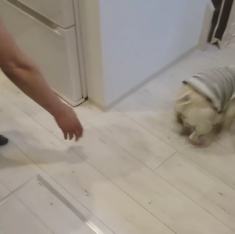 動物,犬,猫,しつけ,飼い方,育て方,病気,健康