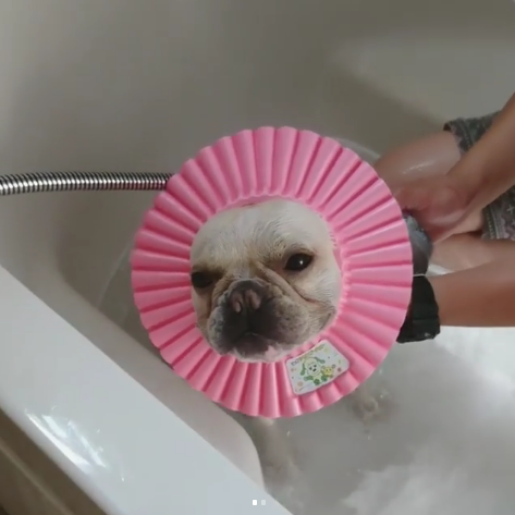 動物,犬,猫,しつけ,飼い方,育て方,病気,健康