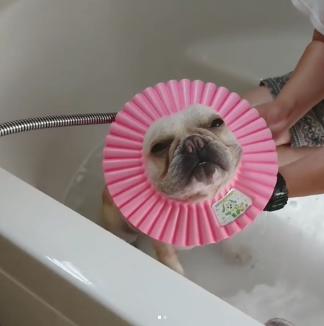 動物,犬,猫,しつけ,飼い方,育て方,病気,健康
