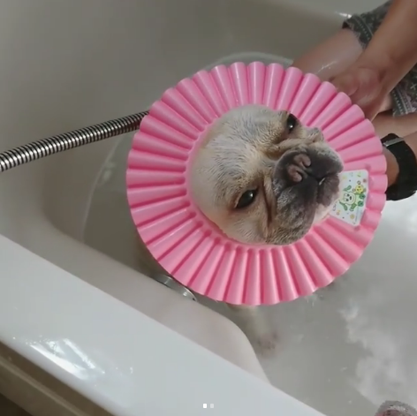 動物,犬,猫,しつけ,飼い方,育て方,病気,健康