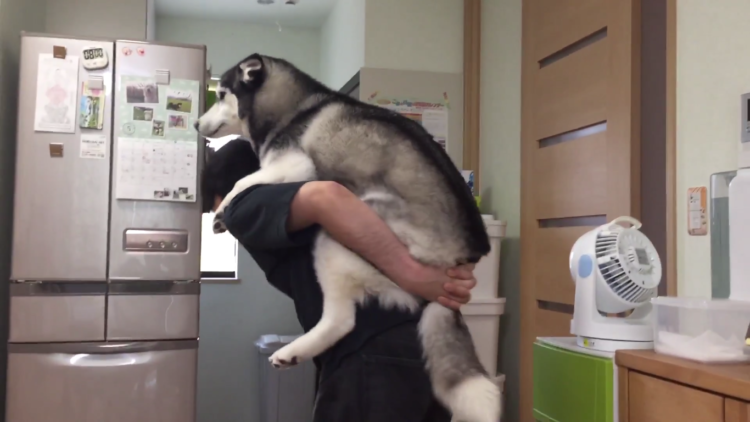 動物,犬,猫,しつけ,飼い方,育て方,病気,健康