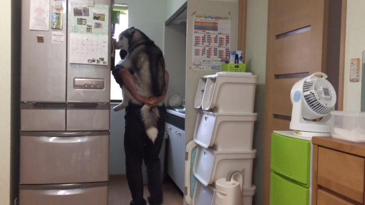 動物,犬,猫,しつけ,飼い方,育て方,病気,健康
